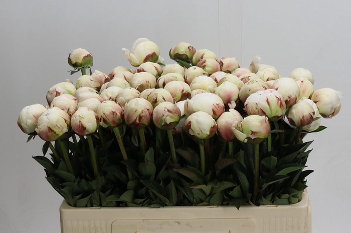 <h4>Paeonia Odile</h4>