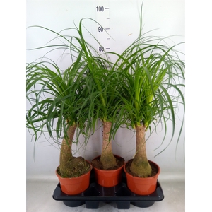 Beaucarnea recurvata