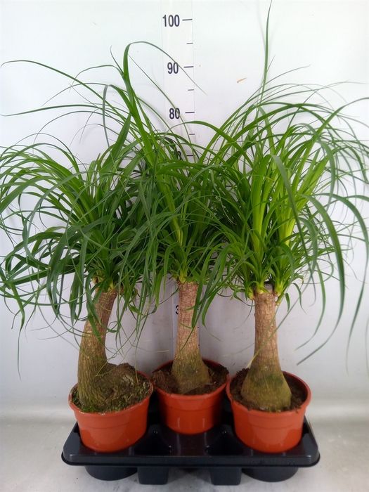 <h4>Beaucarnea recurvata</h4>