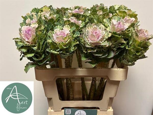 <h4>BRASS AKILINA</h4>