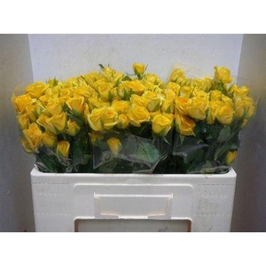 R Tr Golden Blossoms