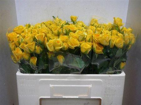<h4>R Tr Golden Blossoms</h4>