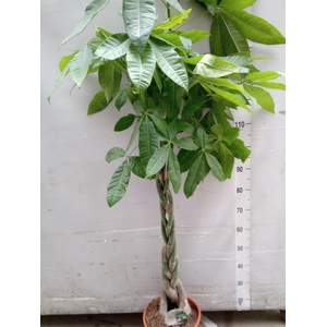 Pachira aquatica