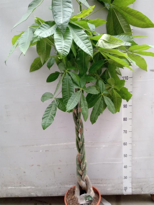 <h4>Pachira aquatica</h4>