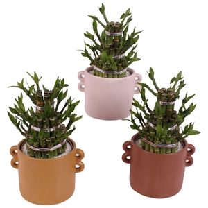 Lucky Bamboo Shape Round 3B Ø17cm Ceramic EV562