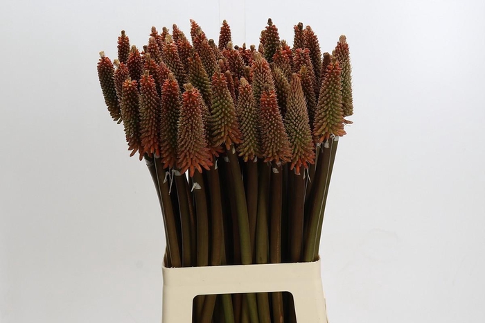 <h4>Kniphofia Alcazar</h4>