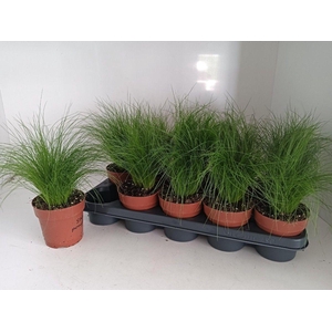 STIP TENUIFOLIA