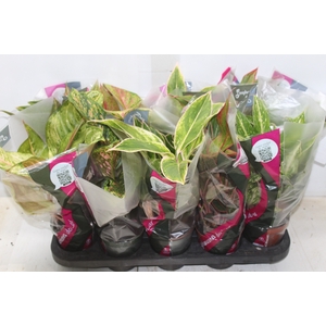 AGLAONEMA VARIADA P12