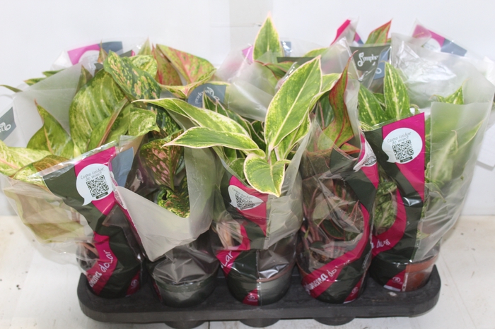 <h4>AGLAONEMA VARIADA P12</h4>