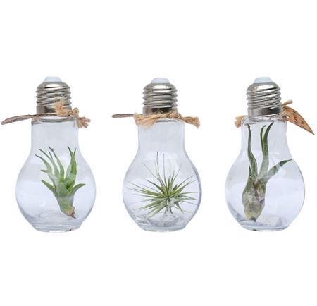 <h4>Arrangementen Tillandsia 6%</h4>