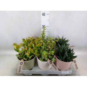 Succulents   ...