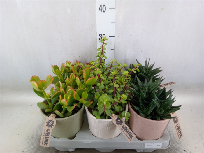 <h4>Succulents   ...</h4>