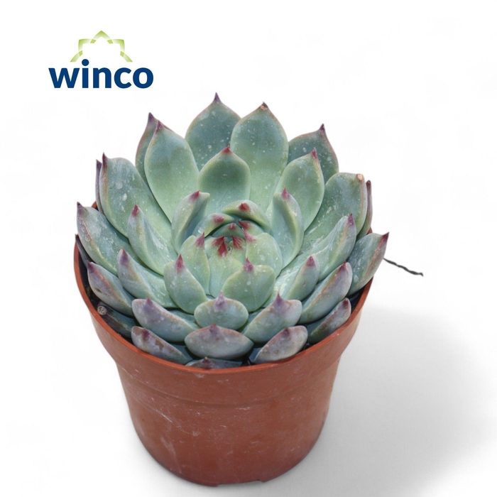 <h4>Echeveria Lindsyana</h4>