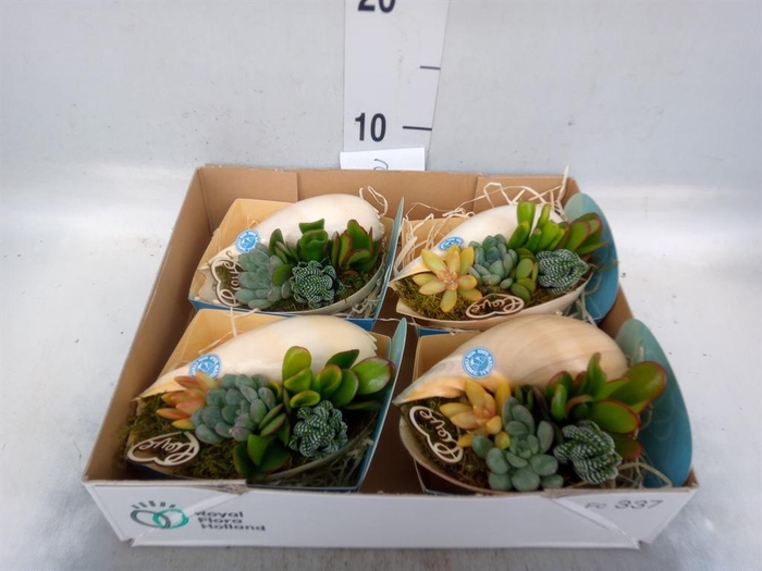 <h4>Planten  ..in schelp L%</h4>