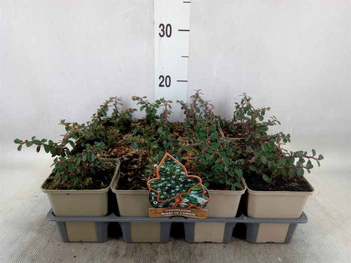 <h4>Cotoneaster proc. 'Queen of Carpet'</h4>