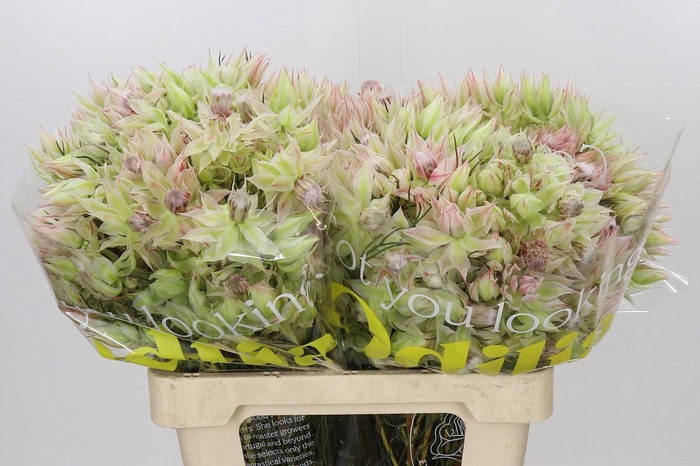 <h4>Blushing Bride 1/3 Flowers</h4>