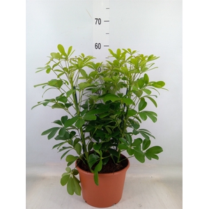Schefflera arbor. 'Nora'