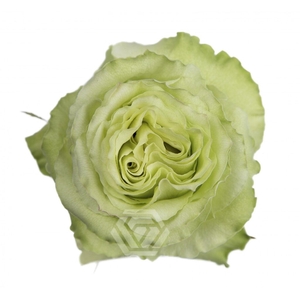 R GR GREEN ROMANCE
