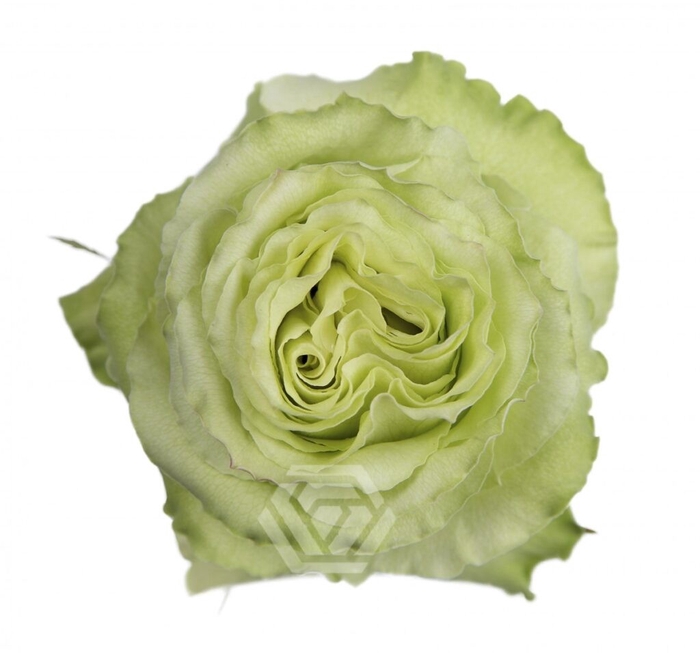 <h4>R GR GREEN ROMANCE</h4>