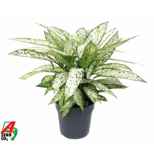 Dieffenbachia Vesuvius P27