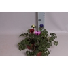 Anemone coronaria Animo Blue