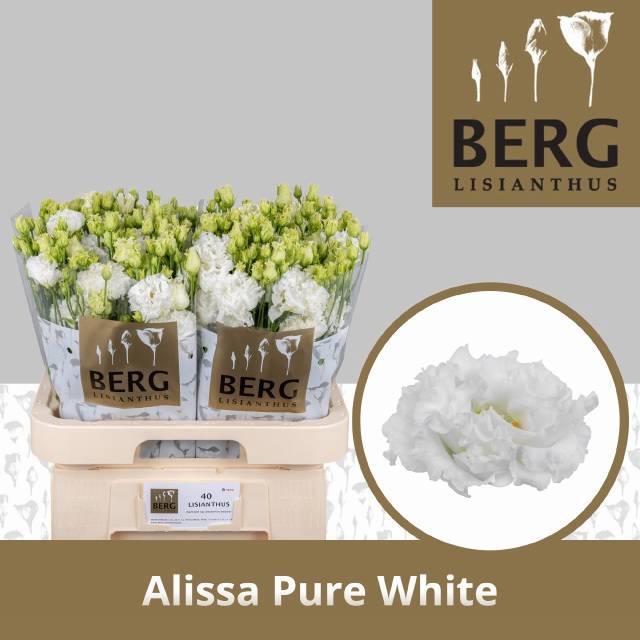 <h4>Eust Alissa White Pure Berg</h4>
