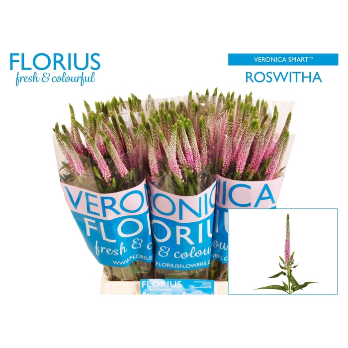 <h4>Veron Smart Roswitha</h4>