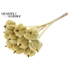 Velvet Pumpkin Ø6cm on stem Yellow