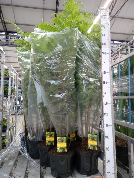 <h4>Cyathea cooperi</h4>