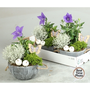 ARR TUINPLANTEN