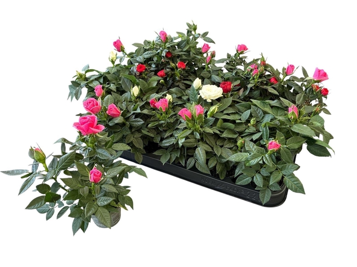 Ro Kordana Gem 3 Srt