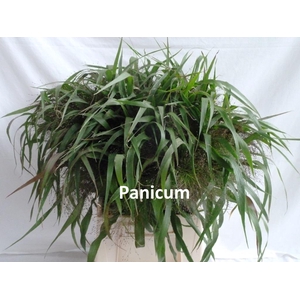 PANICUM