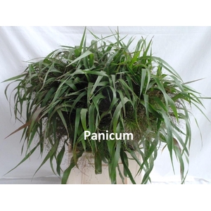 PANICUM Lang