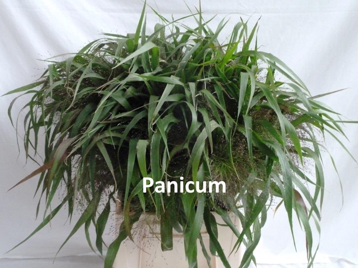 <h4>PANICUM</h4>