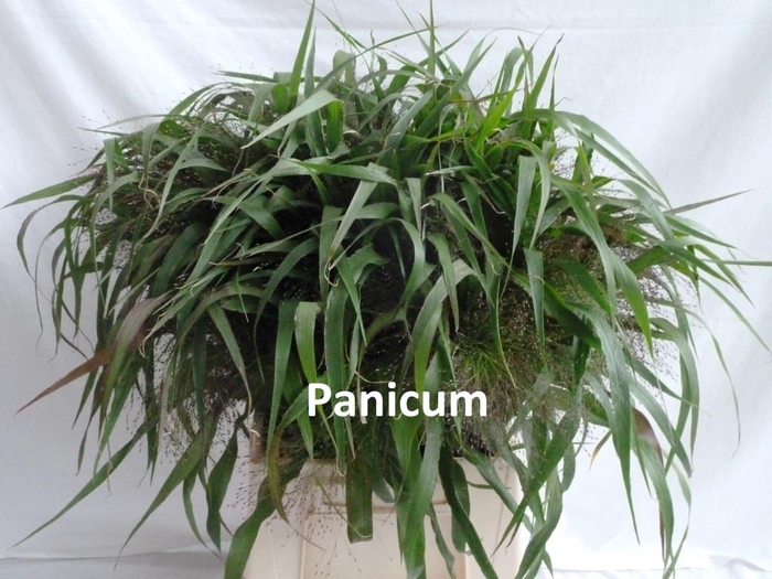 <h4>PANICUM Lang</h4>