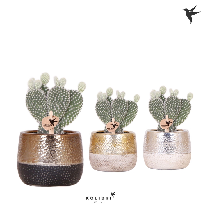 <h4>Kolibri Greens Opuntia white in Elite pot mix</h4>