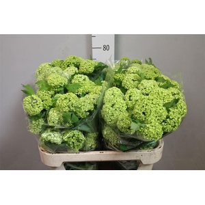 Viburnum Roseum St 2+