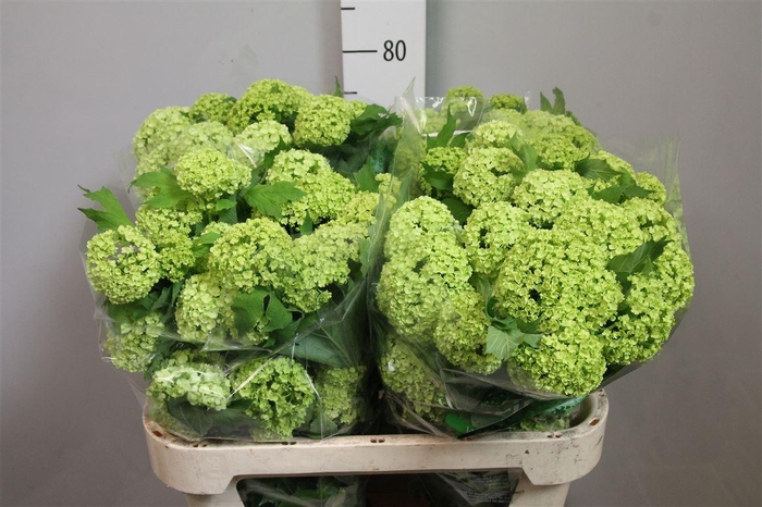 <h4>Viburnum Roseum St 2+</h4>