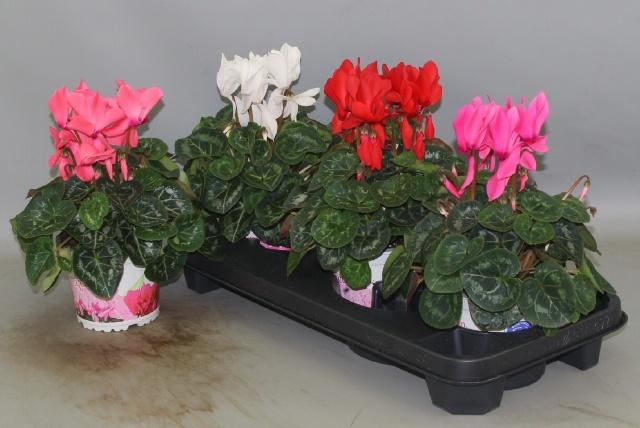 <h4>CYCL GR SUP XL</h4>