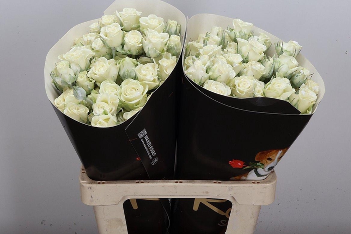 <h4>R Tr Wx Wit</h4>