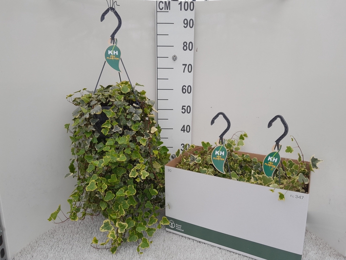 <h4>HED HE WHITE WONDER</h4>