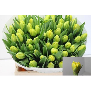 TU DU DOUBLE TROUBLE