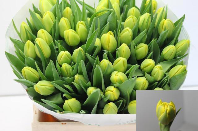 <h4>TU DU DOUBLE TROUBLE</h4>