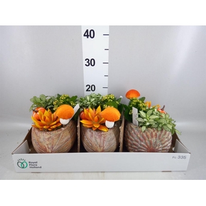 Arr.    Planten  H%