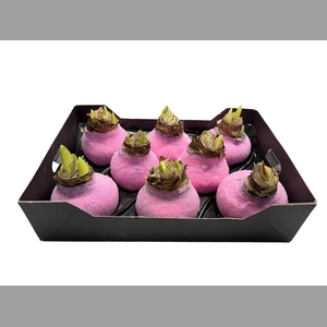AMARYLLIS WAX GLIT - PINK