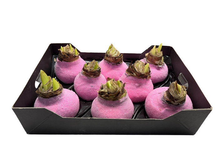 <h4>AMARYLLIS WAX GLIT - PINK</h4>