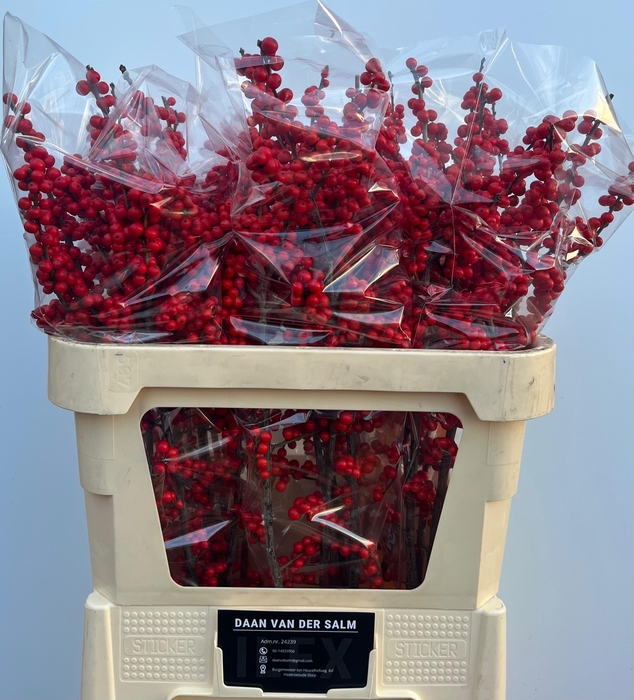 <h4>ILEX VE OOSTERWIJK</h4>