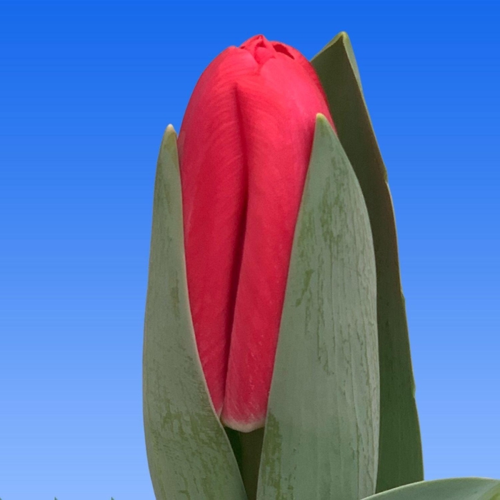 <h4>Tu En Red lips</h4>