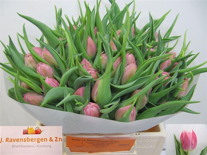 <h4>Tu Du Salmon Price</h4>