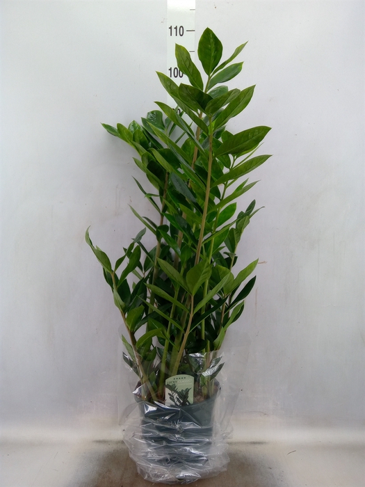 <h4>Zamioculcas zamiifolia</h4>